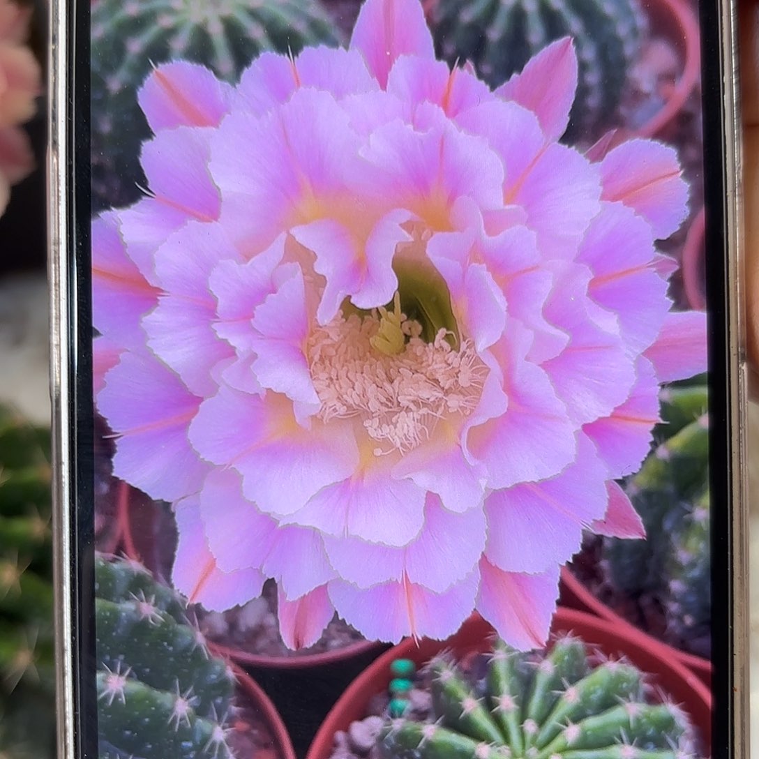 彩草紫霞仙子8.2公分左右