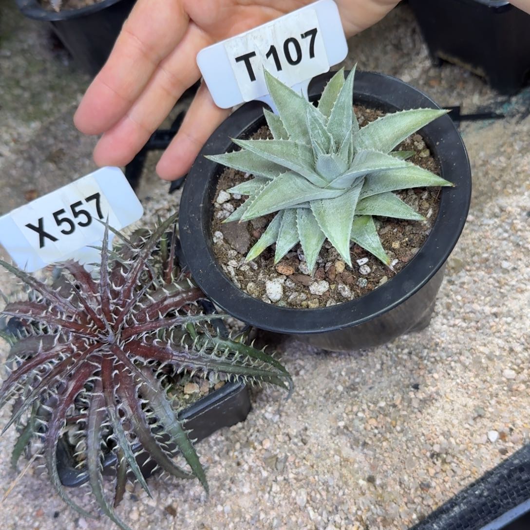 v***蜂福利沙凤梨两颗脱土发