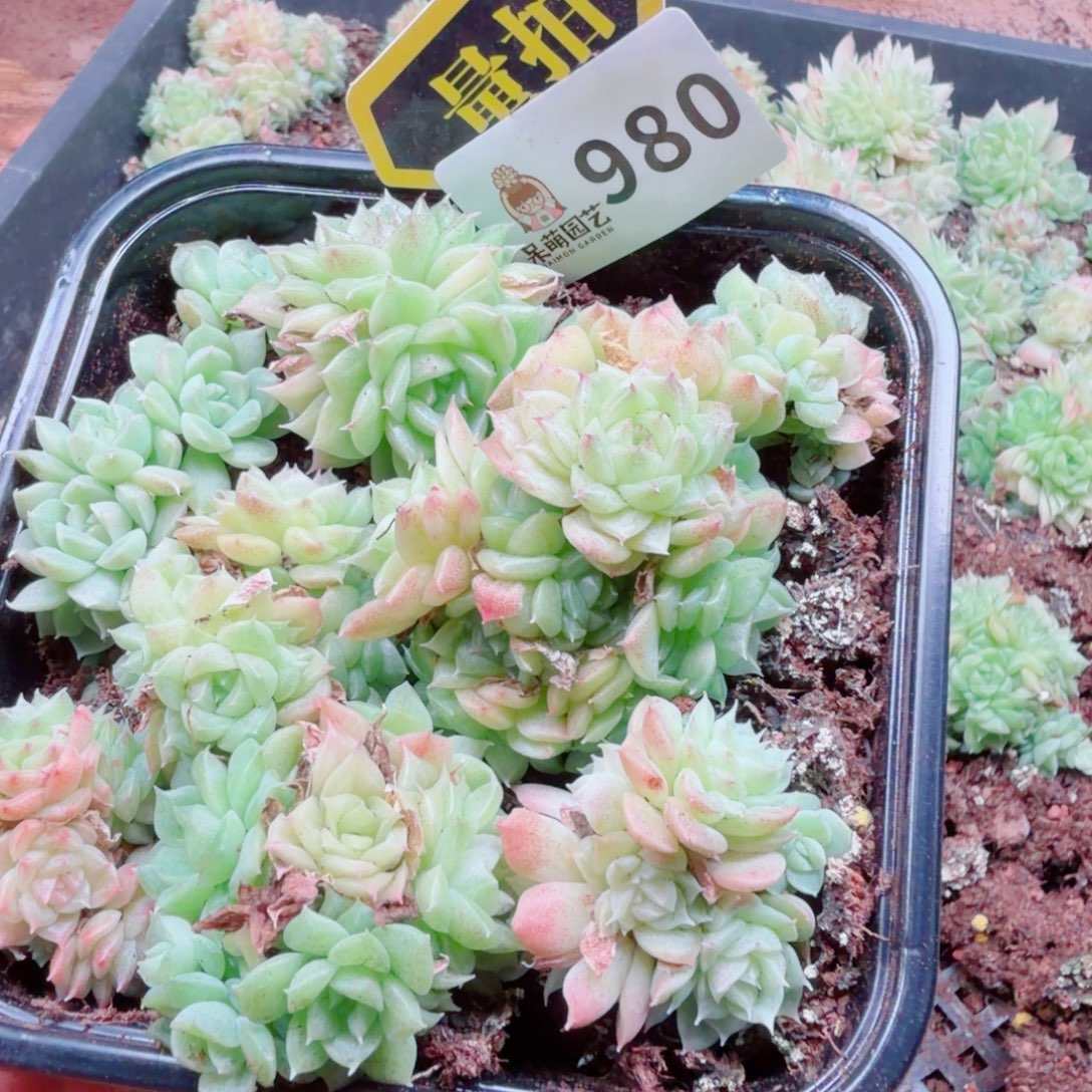 多肉植物多肉植物