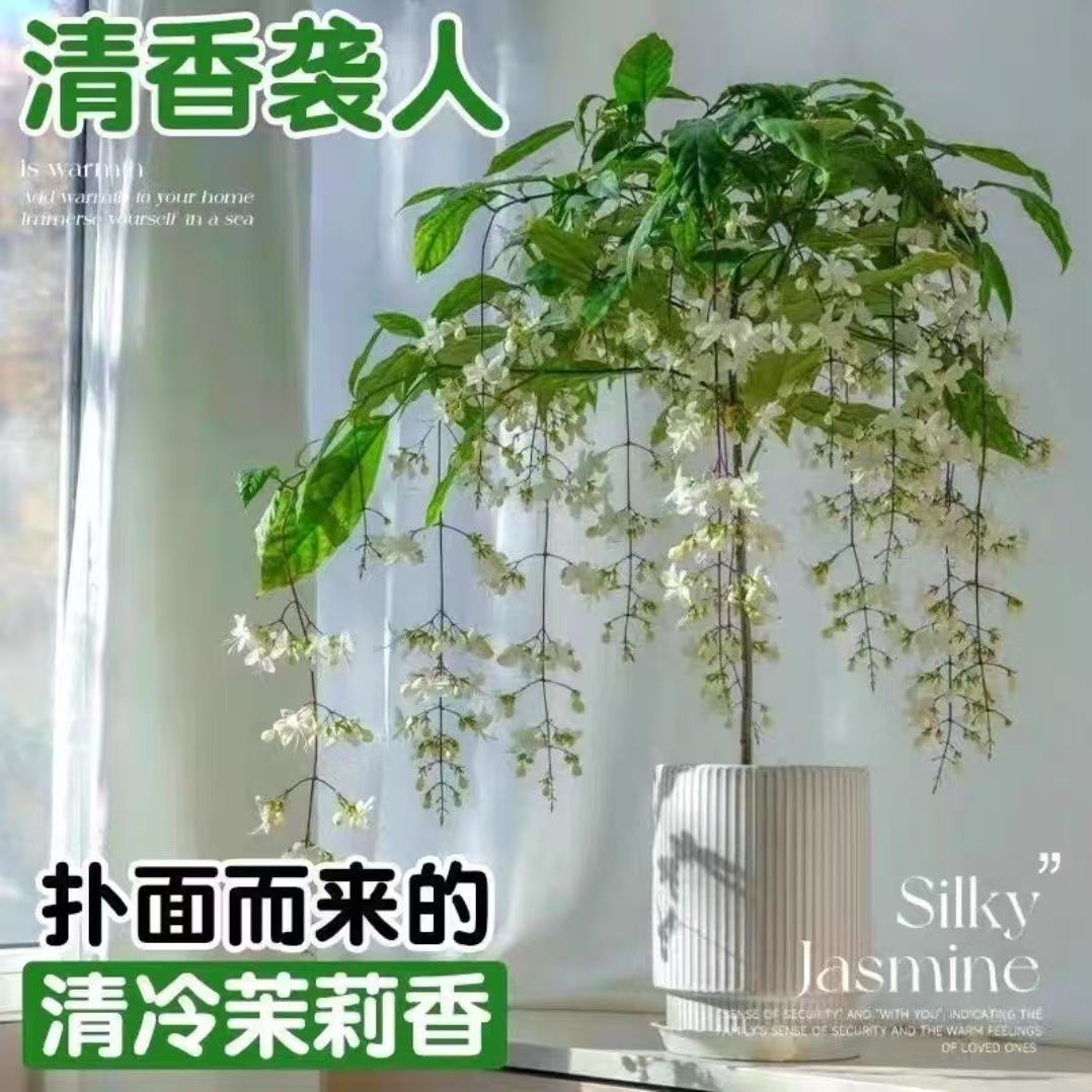 垂丝茉莉茉莉花四季开花垂吊室内植物阳台盆栽耐新手易养垂丝泰国