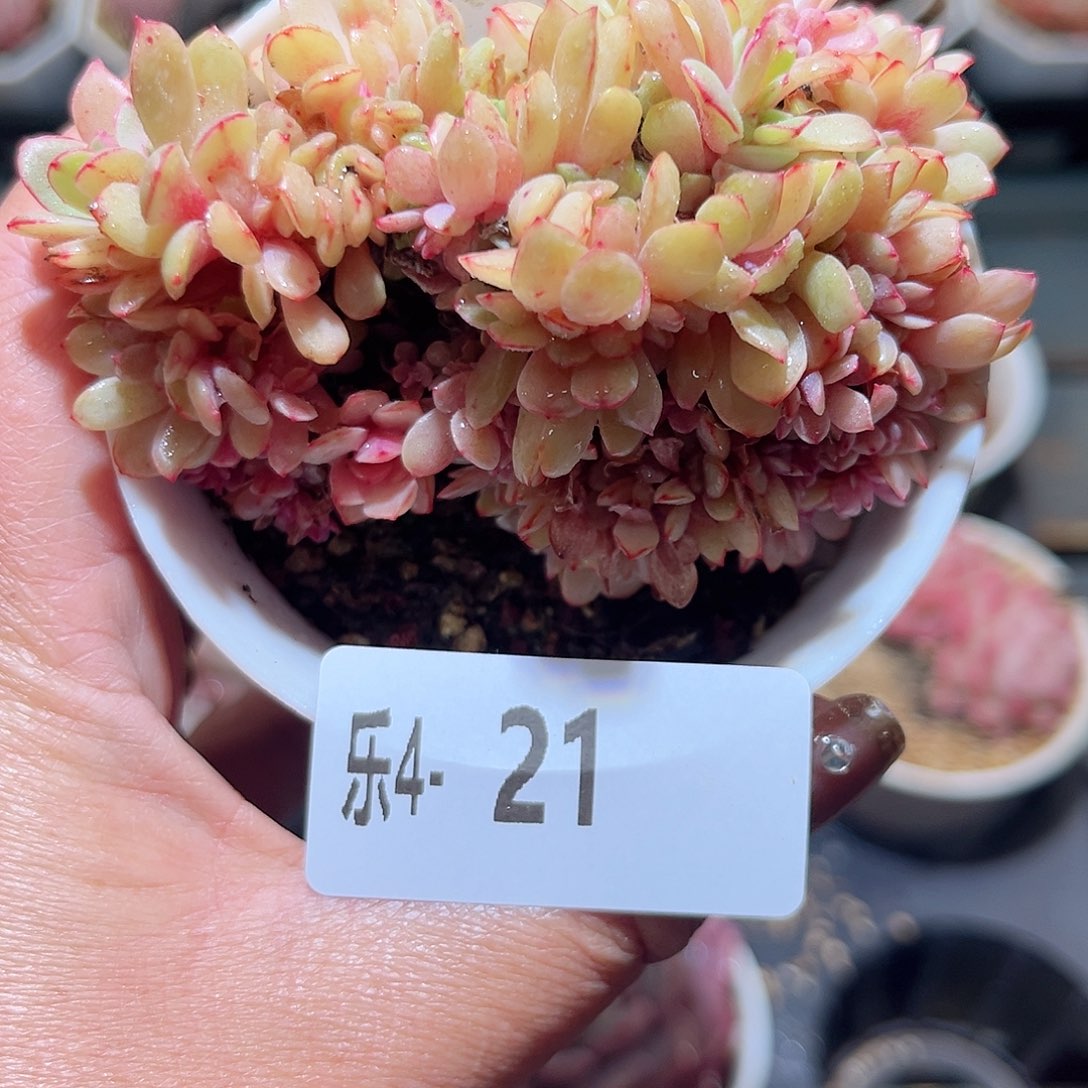 乐4-21 春桃缀化