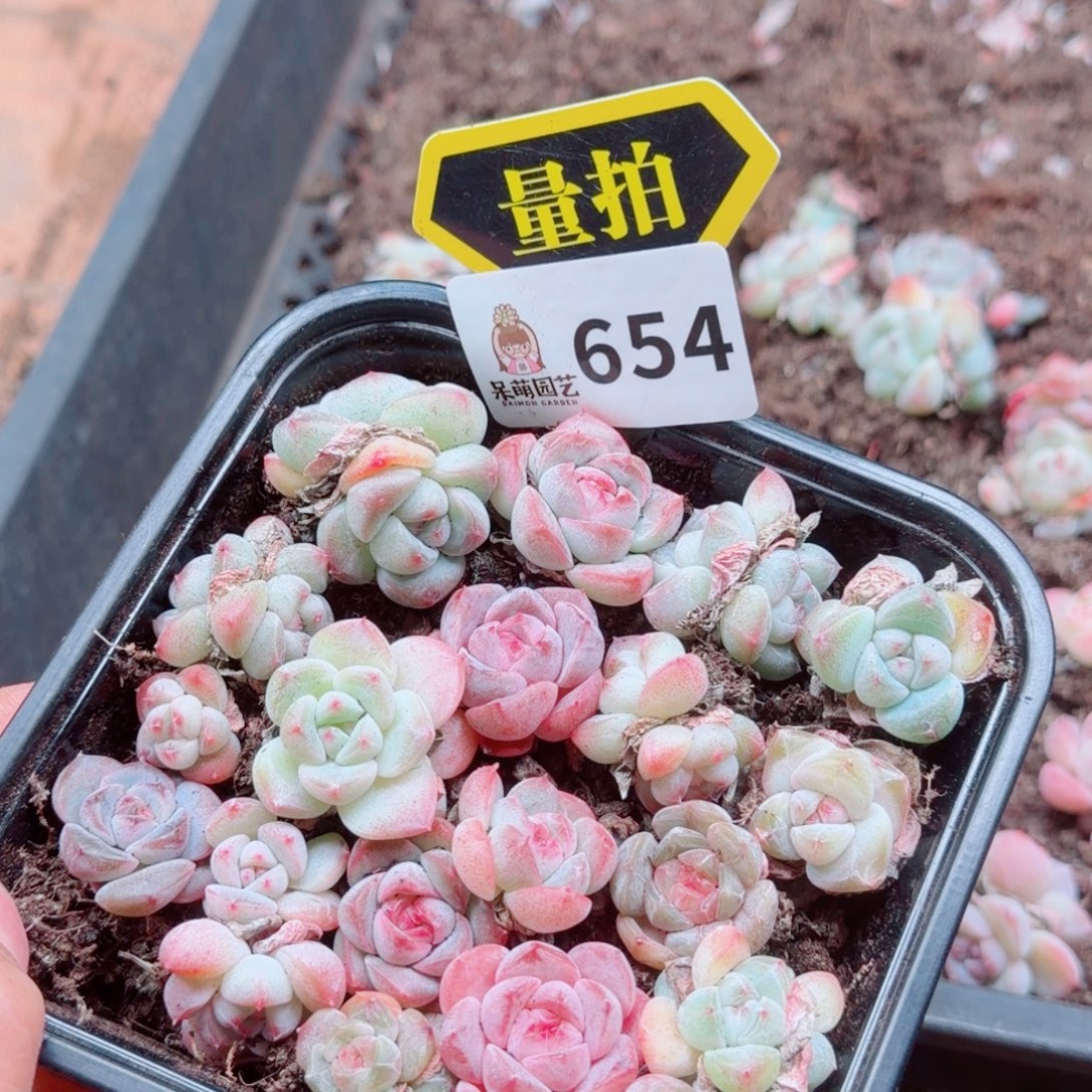 多肉植物多肉植物