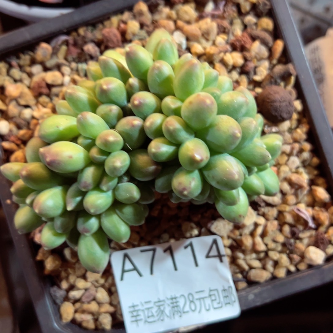 幸运的是我的朋友们