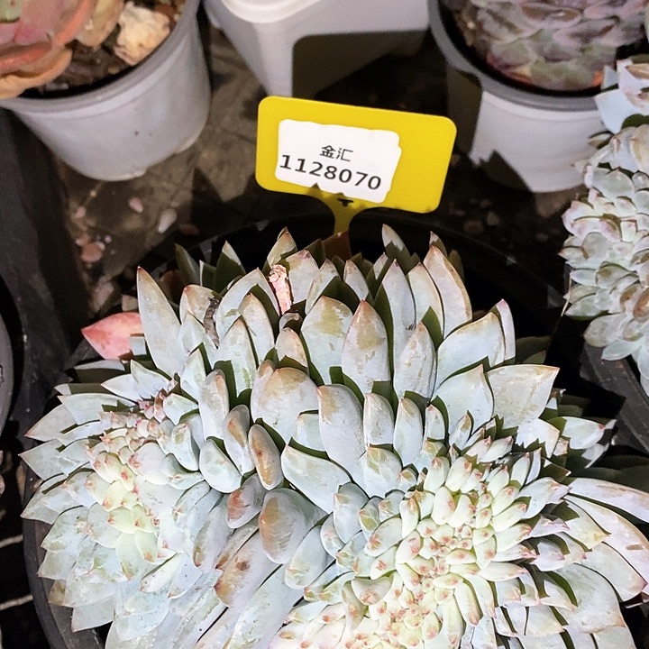 福利多多。1128070