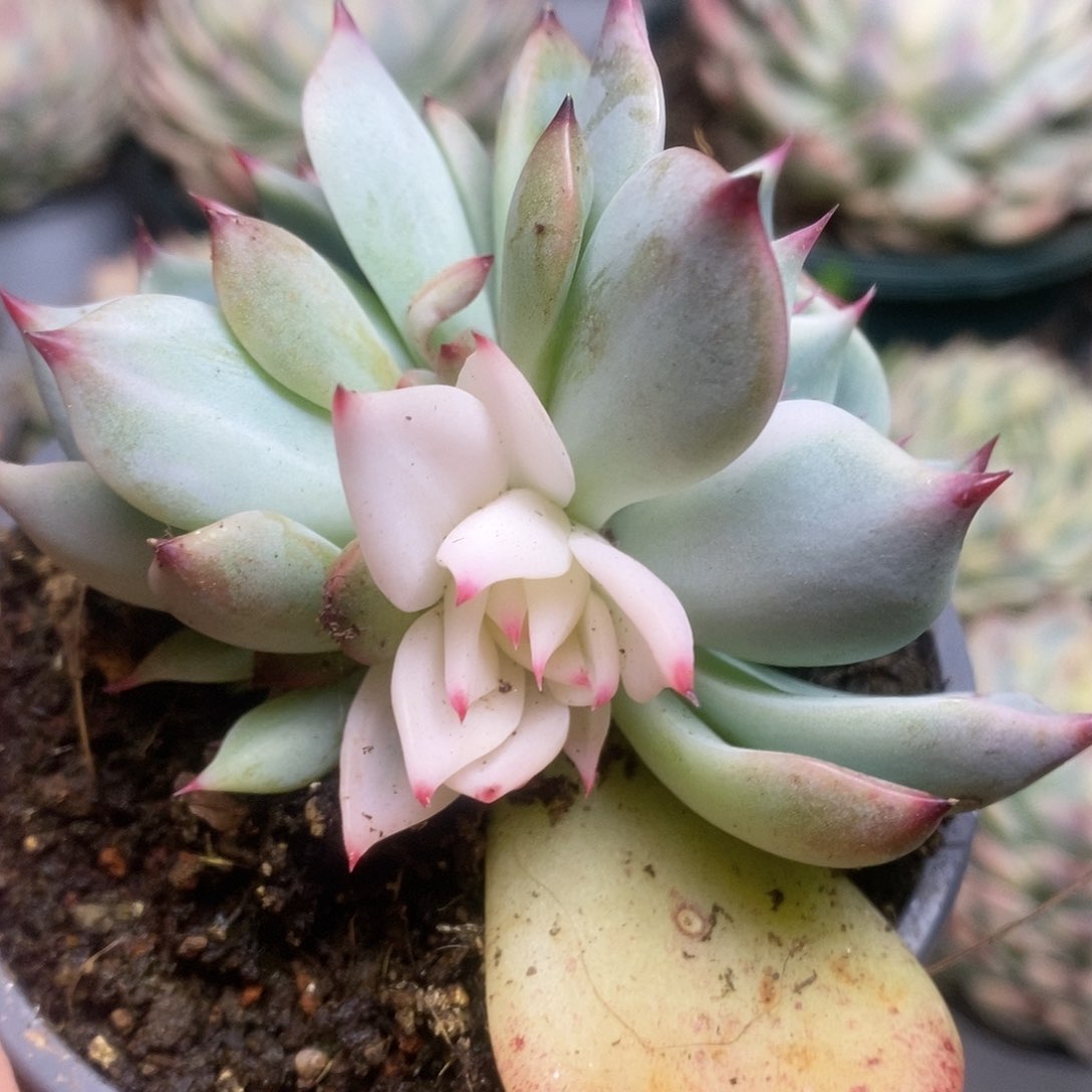 018锦锦锦锦锦锦锦