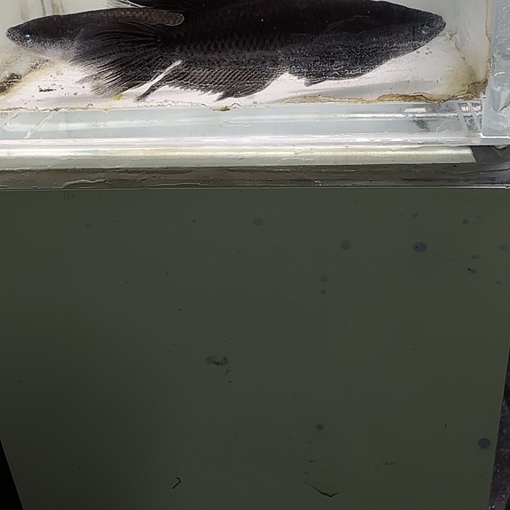 青鳉鱼一物一拍622