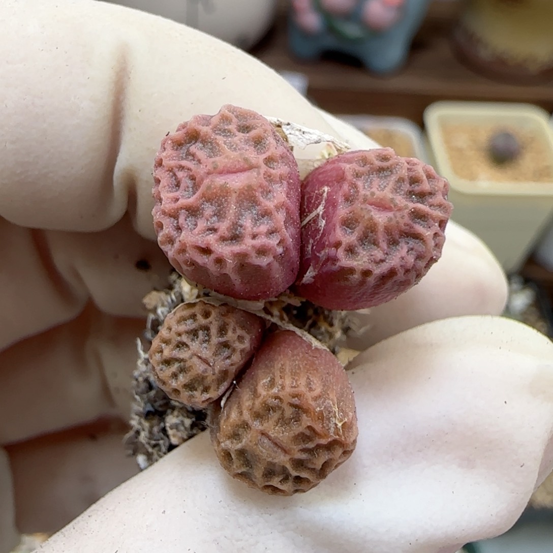 477超级烧麦优选