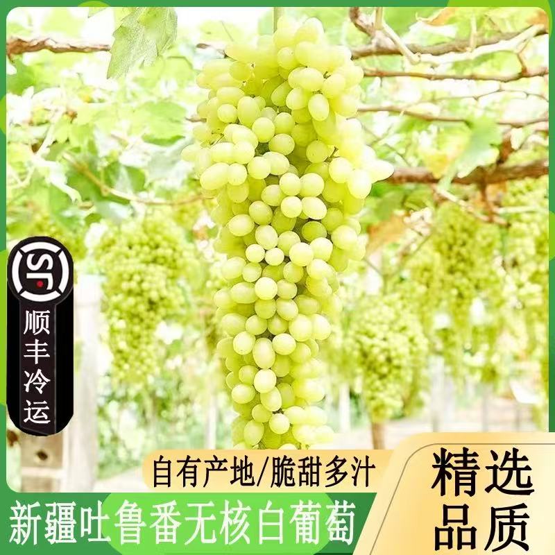 【次日达】新疆吐鲁番火焰山小蜜蜂葡萄无核白葡萄5斤 坏果包赔新疆维吾尔自治区
