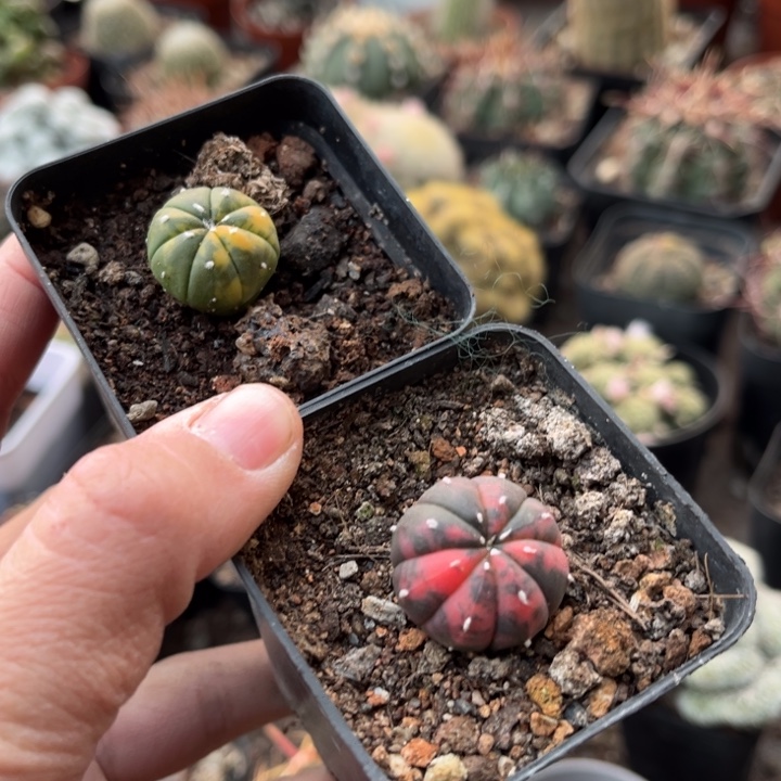 仙人球一物一拍实生两颗