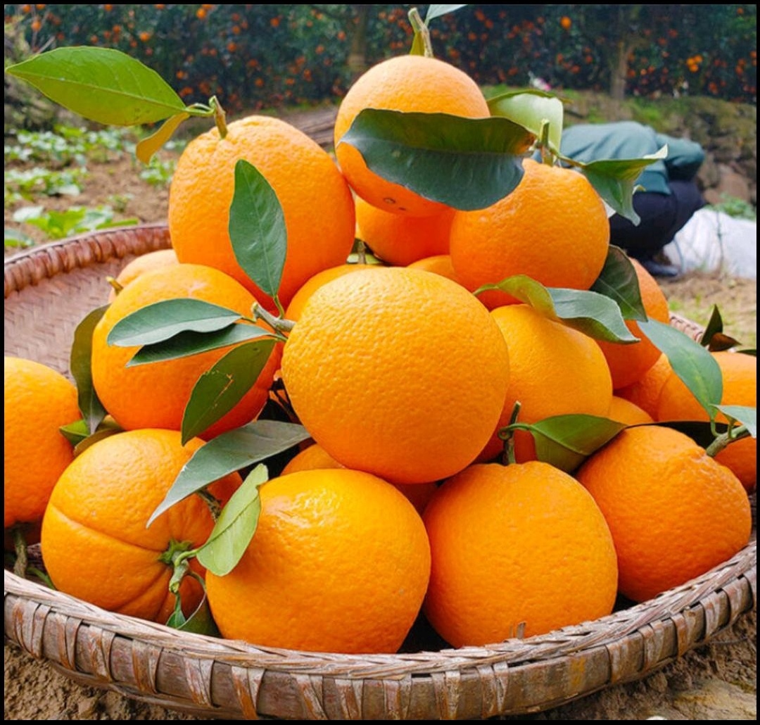 正宗赣南脐橙新鲜橙子江西脐橙现摘现发新鲜水果自家果园种植多汁
