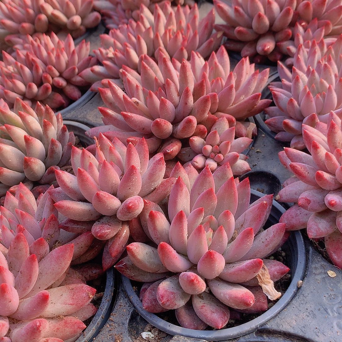 双头超红体虞美人35677889999