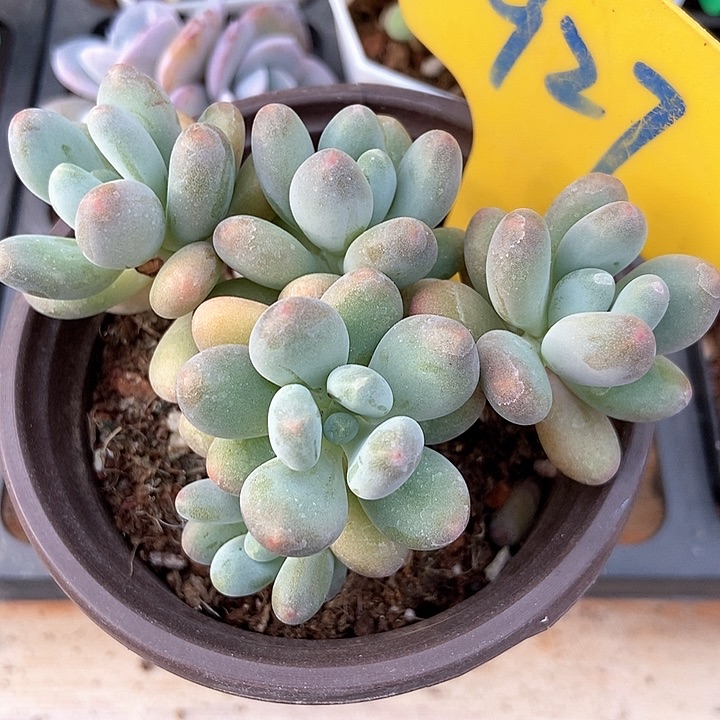 多肉植物苹果奶927