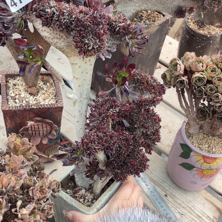 多肉植物等多种形态组成野生花卉