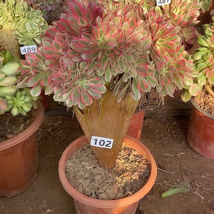 102粉女巫老庄缀化老板子