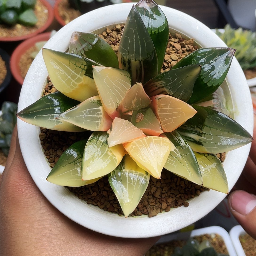 实生克寿锦母本糊斑