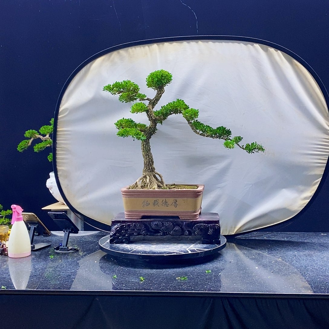 无花朵黄杨盆景造型