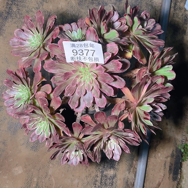 9377水墨画多肉植物