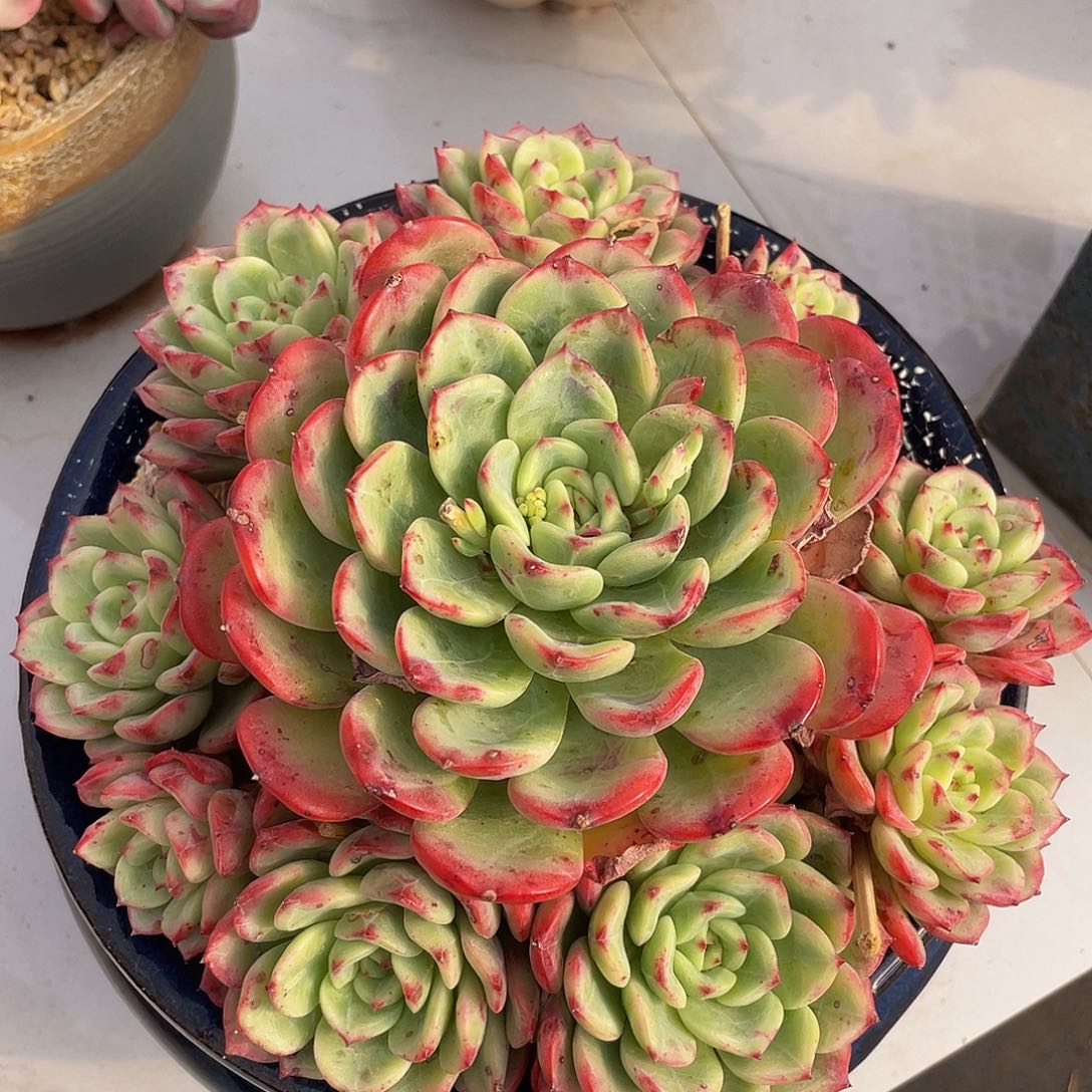 三文鱼多肉多肉多肉