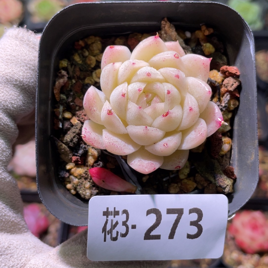 花利美3-273麦秆单头