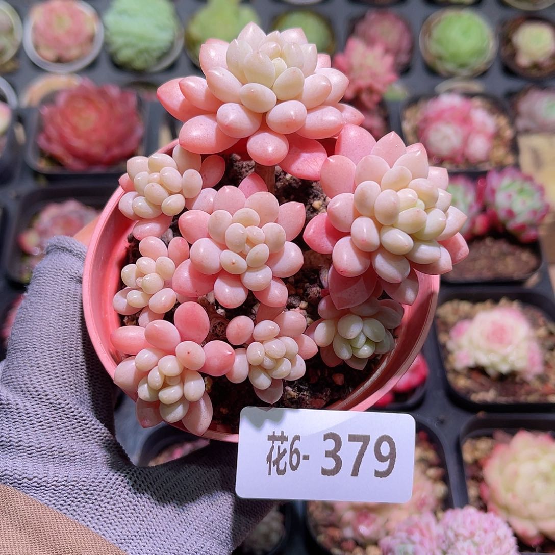 花06-379洛可可群