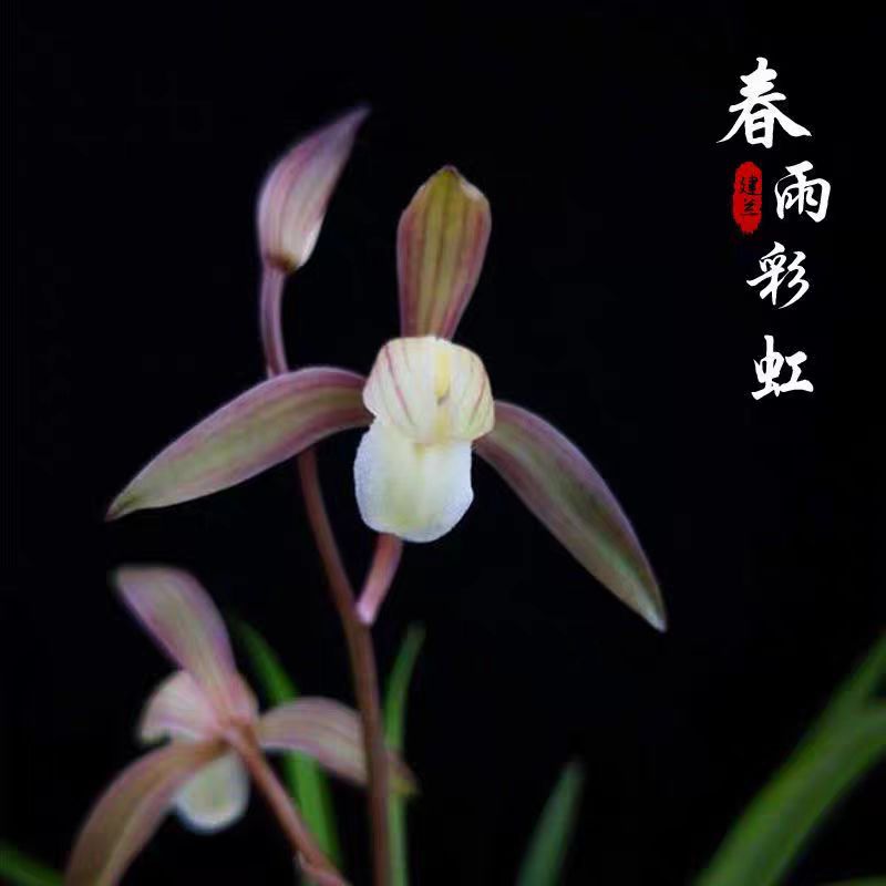 春雨彩虹 四季建兰精品兰花苗好养易活客厅阳台绿植盆栽 浓香鲜花