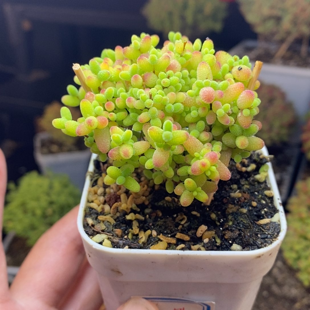 c54号蜜橘糖球枝干多肉