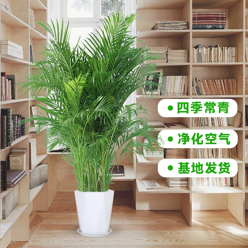 富贵椰子1米2-1.4米放客厅走廊办公室美观大气好养活