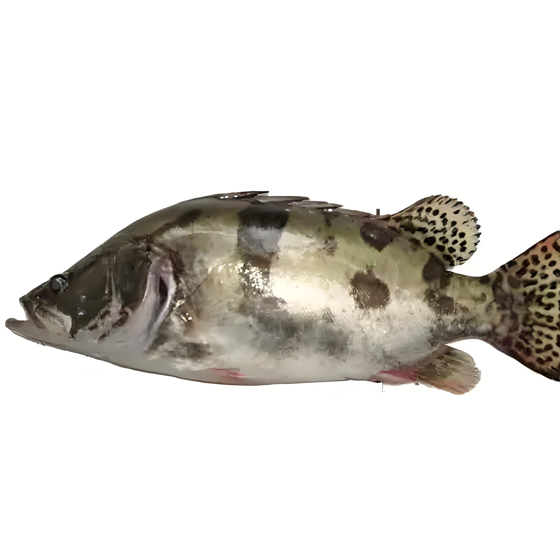 【活蟹】鲜活桂鱼一条