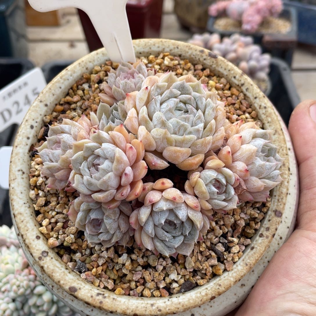 0030玛丽贝尔不带盆10厘米