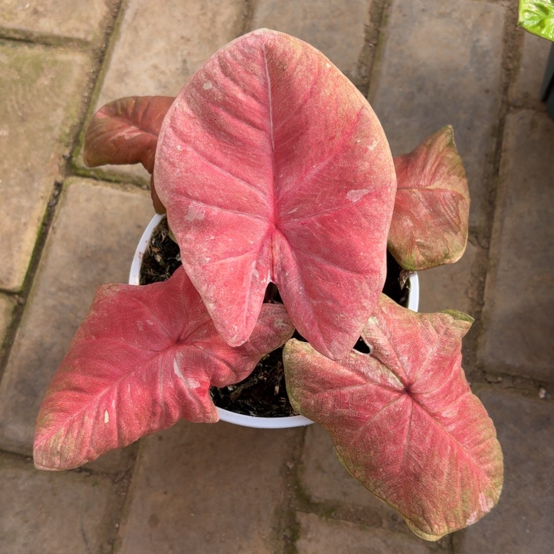 泰国彩叶芋09-1127