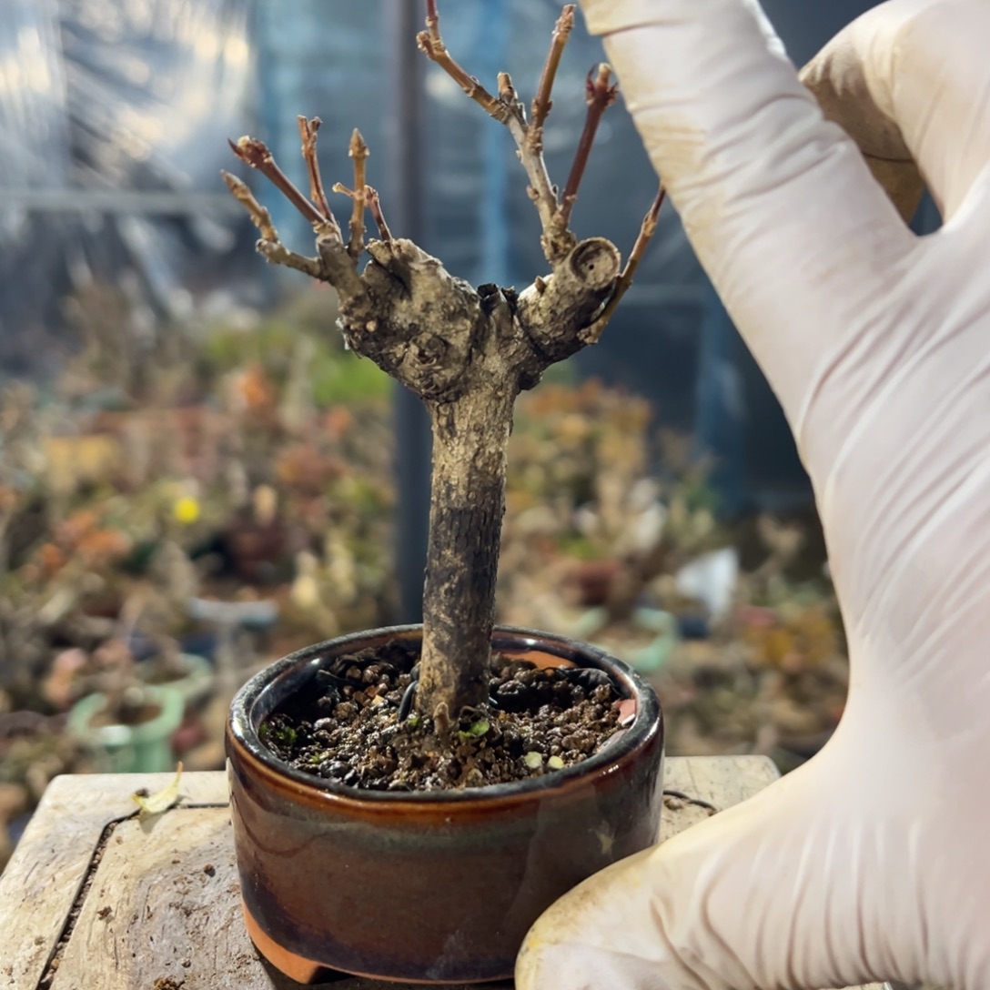 无花朵连翘123123