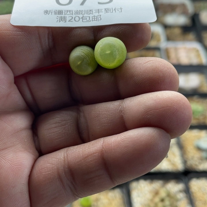 佳人园艺 老周多肉上福利啦拉登073