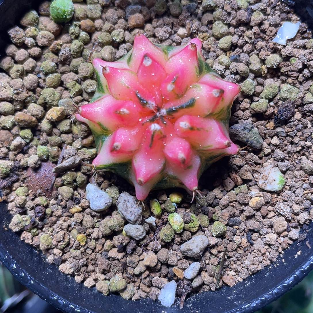 1-281米哈锦3.3厘米