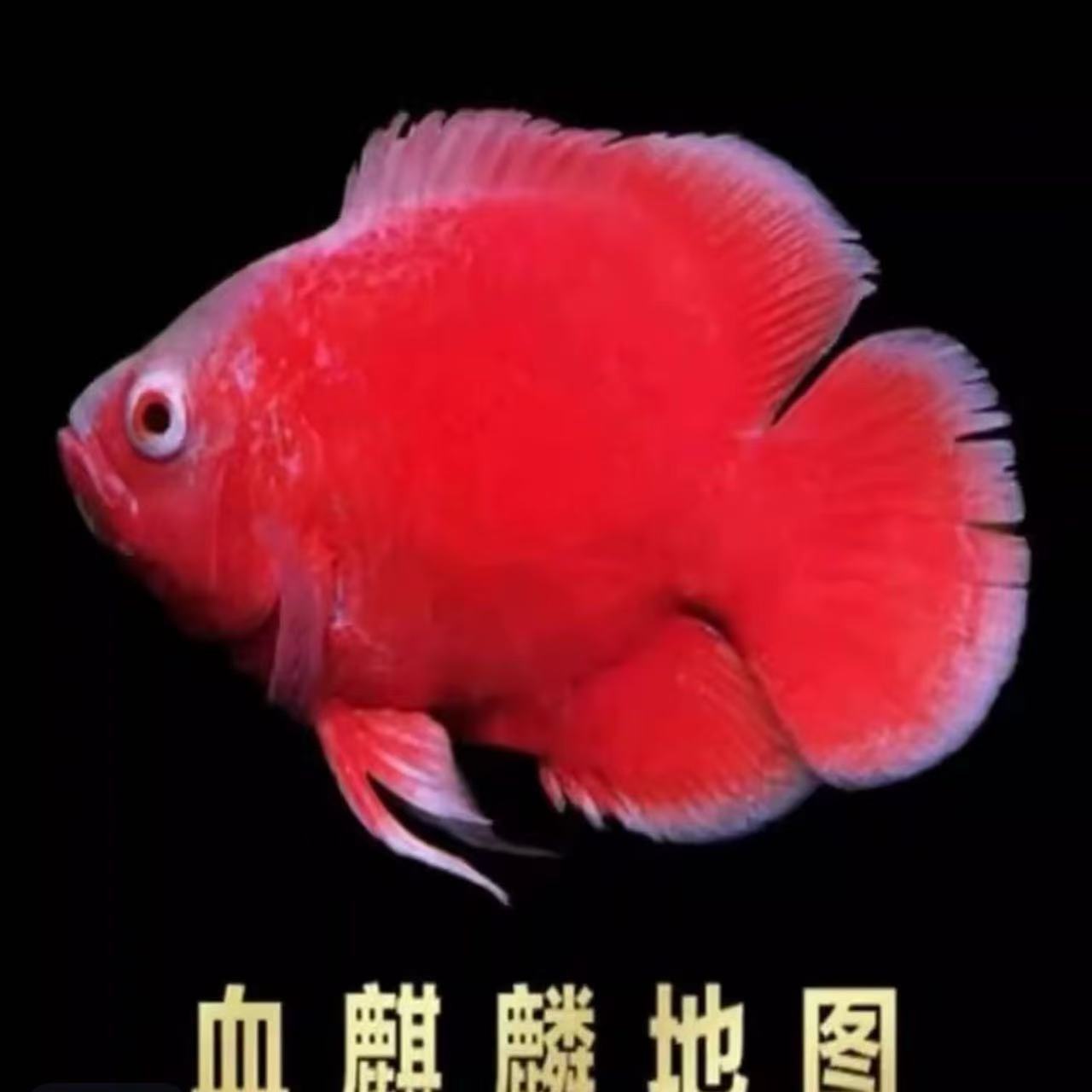 血麒麟地图鱼观赏鱼地图鱼直播间一物一拍链接福利优惠