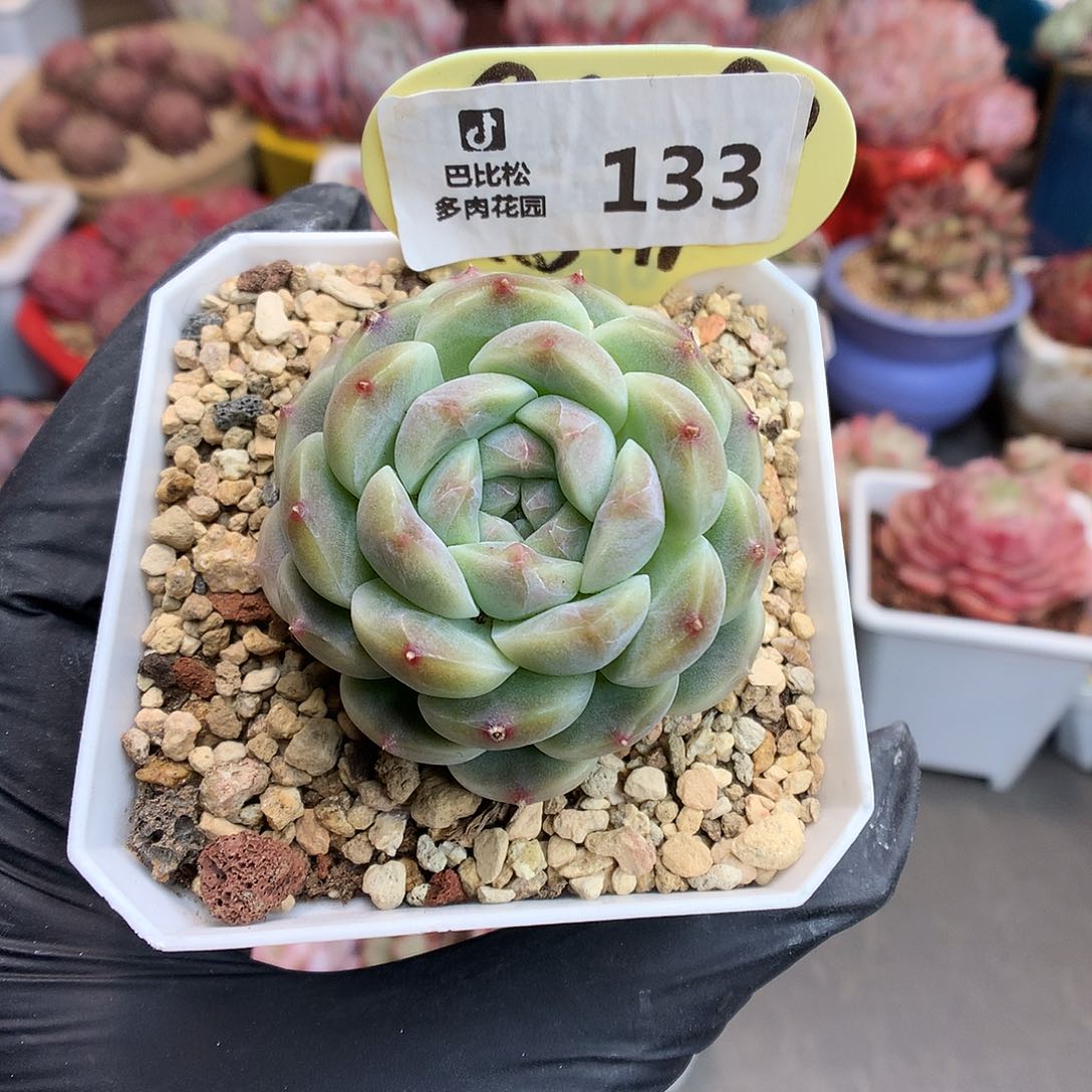 133 翡翠绿体冰魄