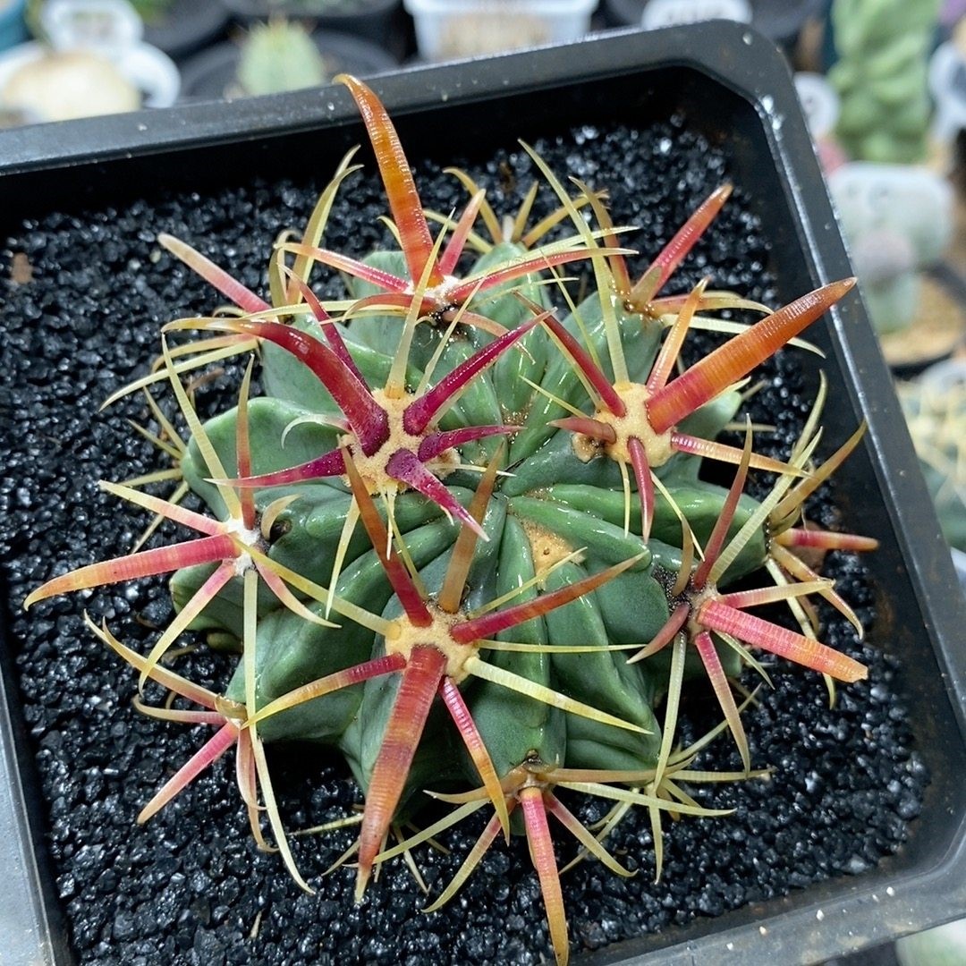 88号实生宽刺日出7cm