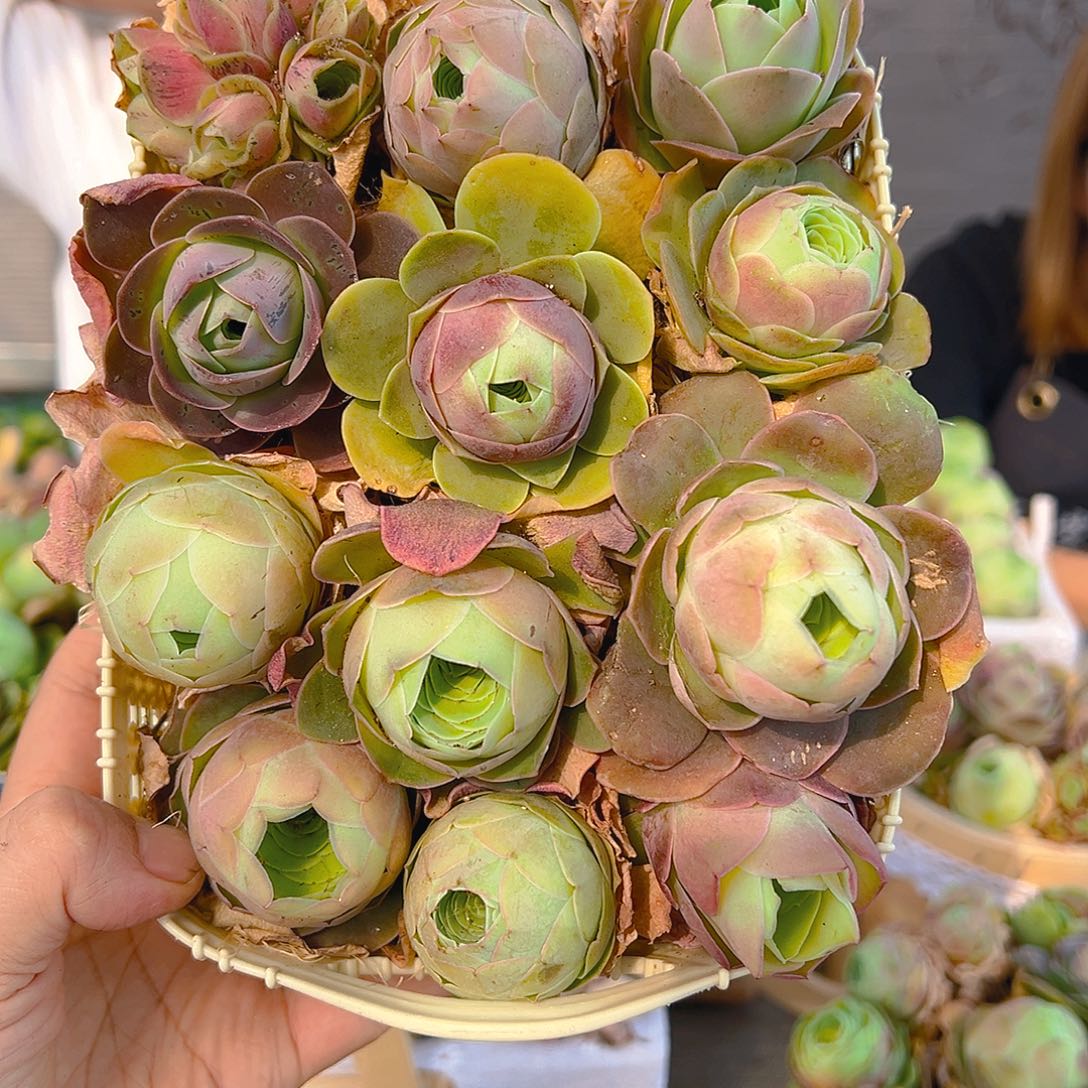 bl018 玫瑰混花篮