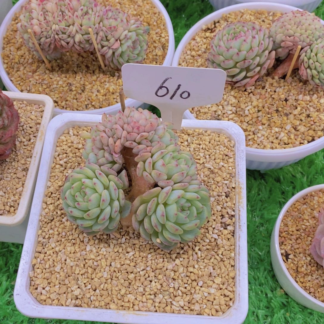 金*开心多肉植物多肉