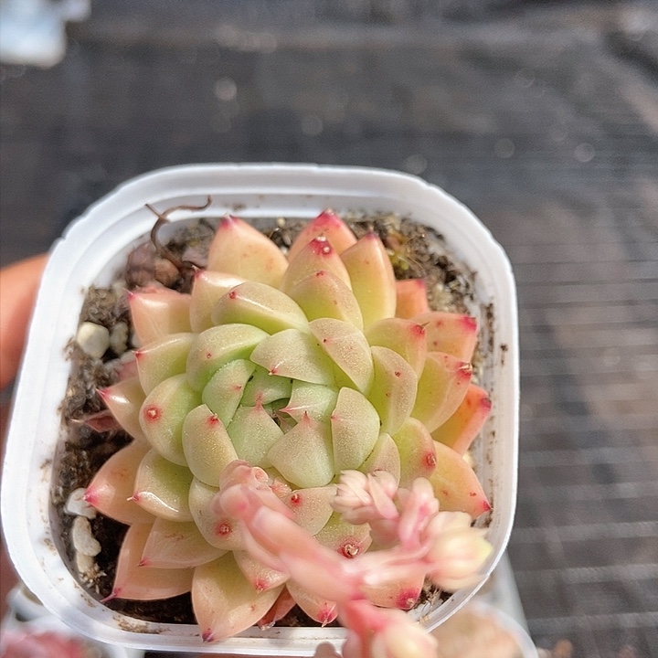 一物一拍满十元包邮发货 232