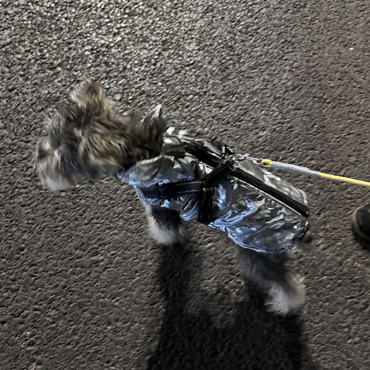 （19）泰迪雪纳瑞秋冬保暖四脚狗狗衣服可牵引外穿休闲服高奢定制