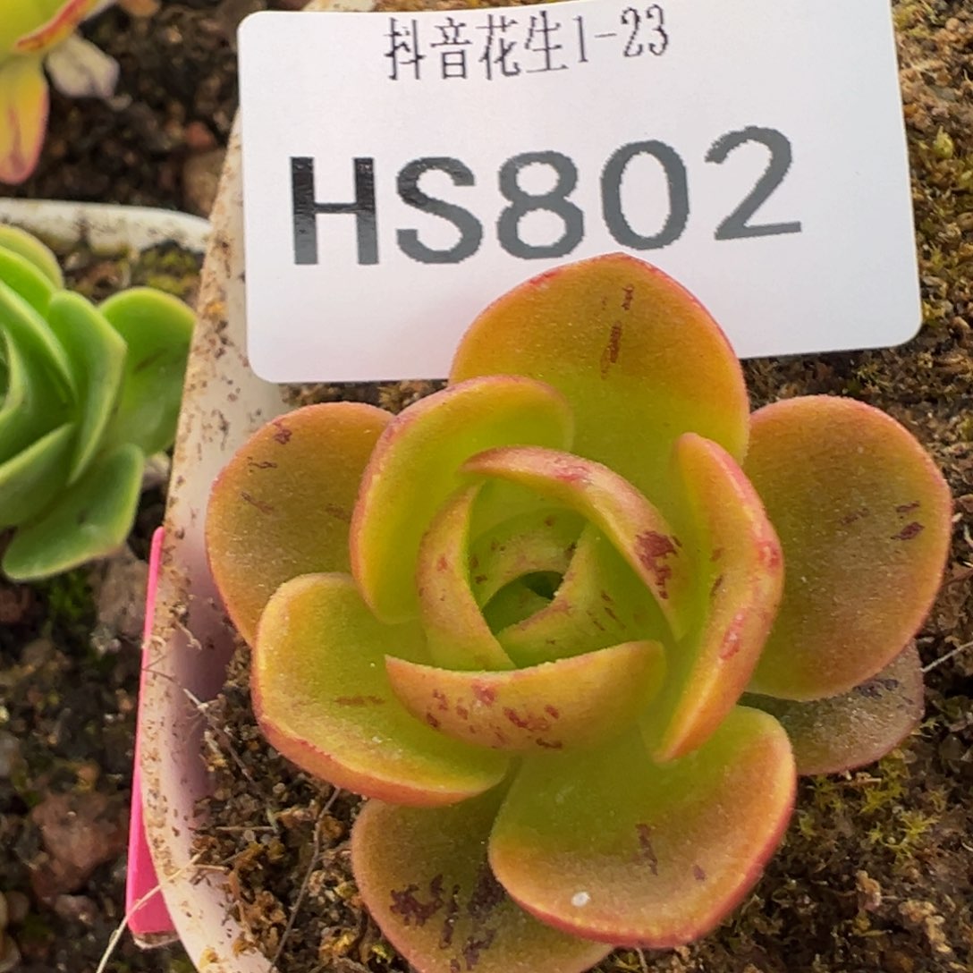 花生 不知名福利疑似贵货 802 多肉