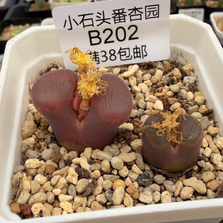 用***0专拍 红风铃msg2219两颗 带盆发