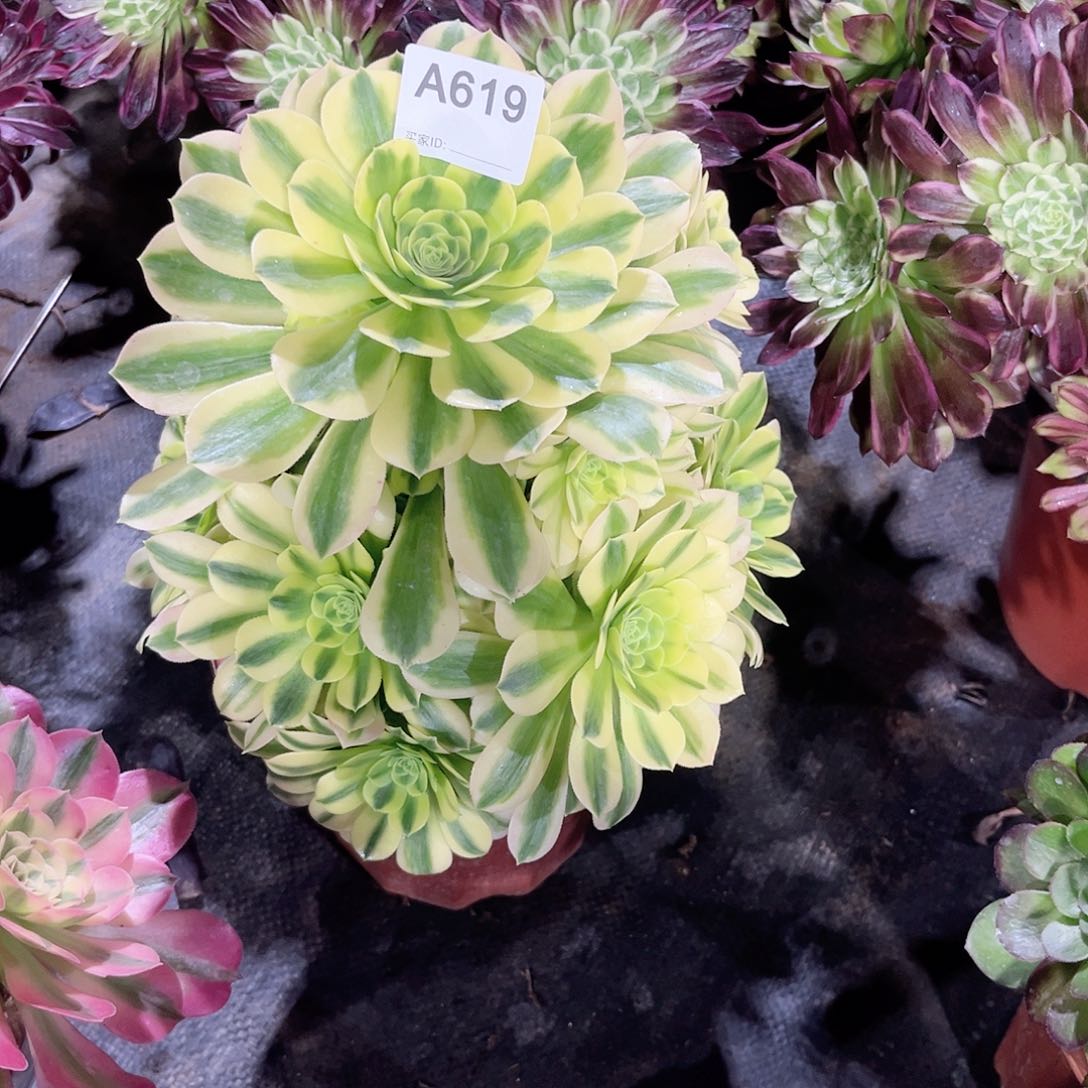 金丝多肉植物发师619