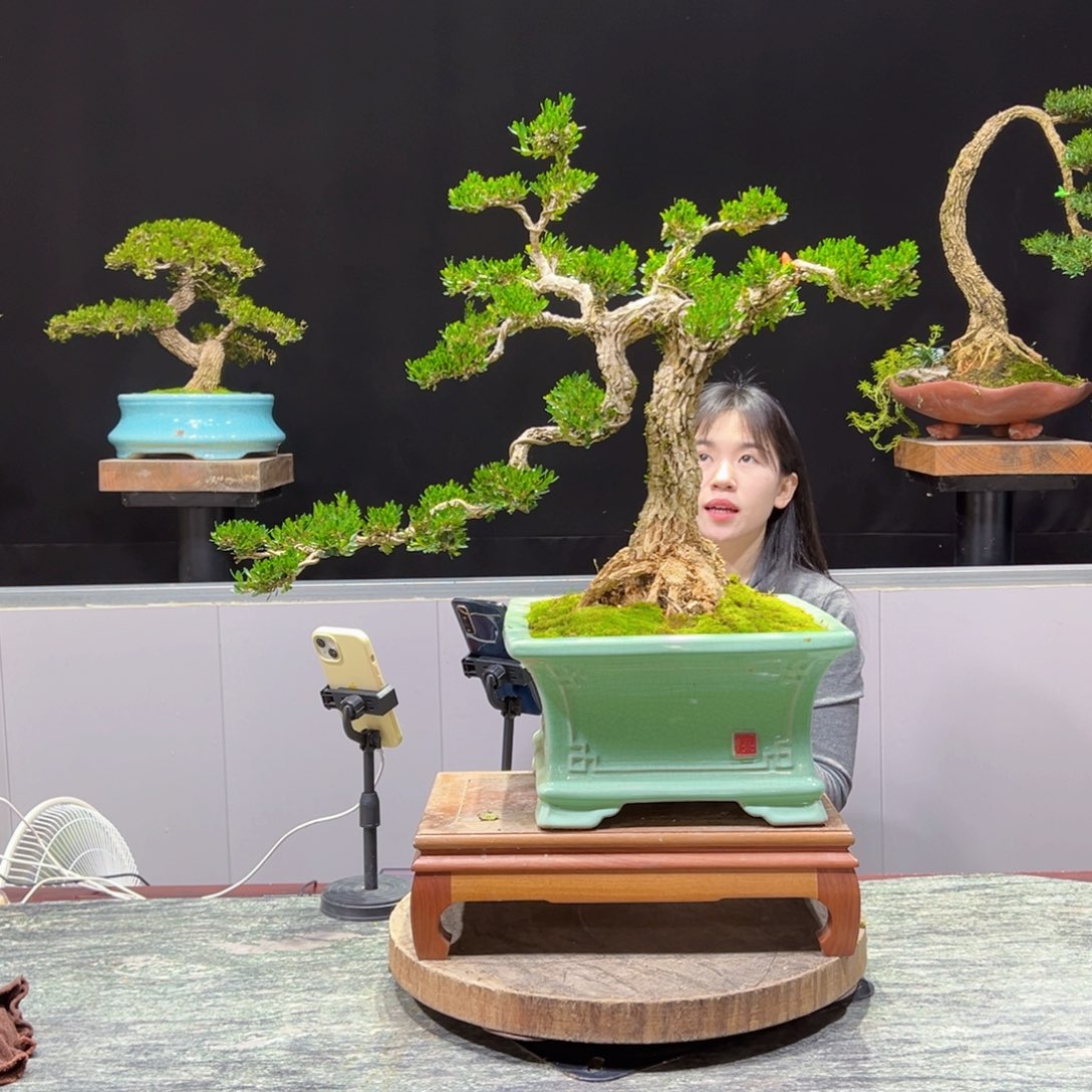 绿植黄杨盆景盆景