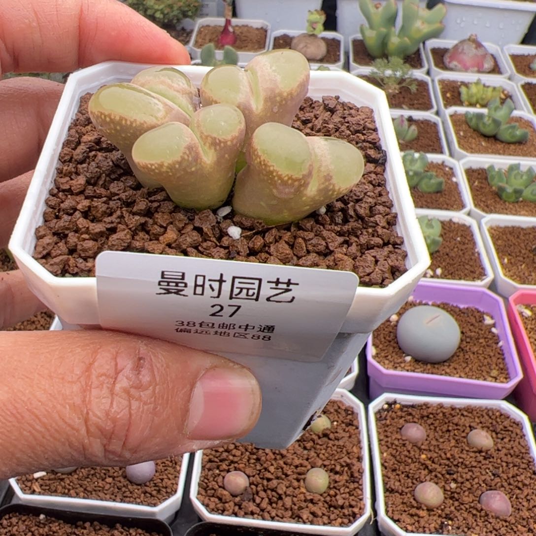 ?****?2.13风铃多肉植物27