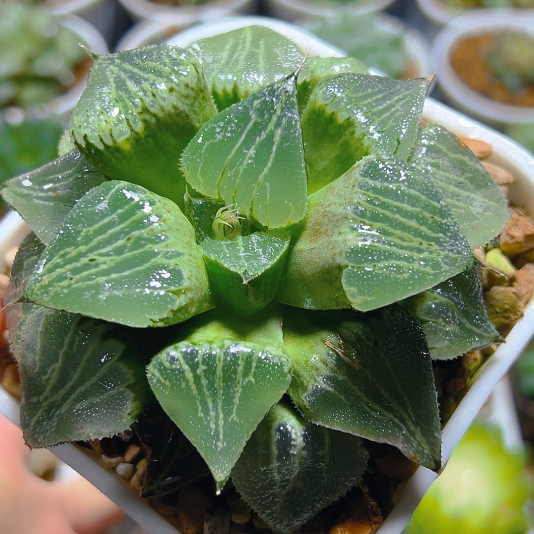 春雷寿母本玉露多肉1