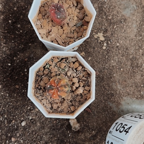 1042处理两个仙人球