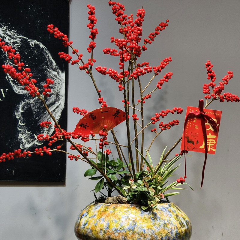 【加大加高50-70厘米】北美冬青带红果带土球发货家庭花卉绿植盆栽