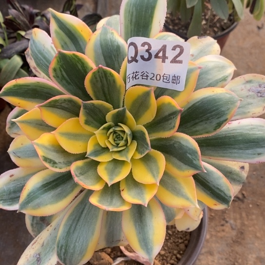 342灿烂多肉植物