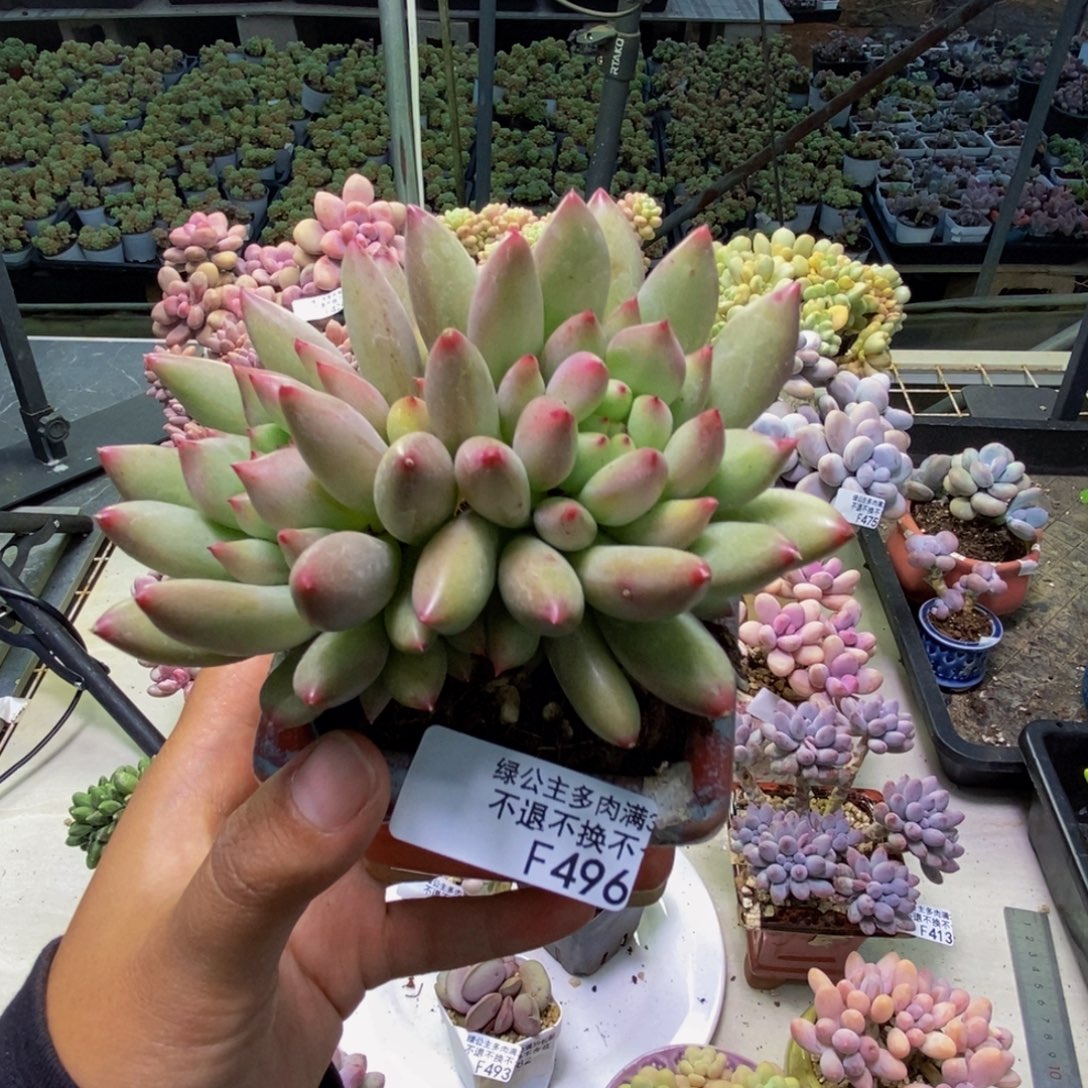 496虞美人多肉8cm